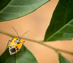 Insect in the Tambopata National Reserve